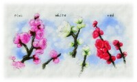梅の花【桜花】三種スケッチ