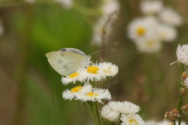 白い花に白い蝶