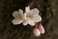 【花】とりあえずソメイヨシノ