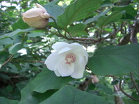 3 of 4  オオヤマレンゲの開花
