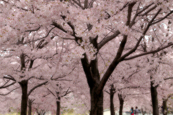 桜色の恋