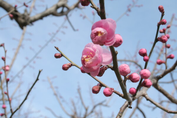 名古屋城の紅梅初咲き