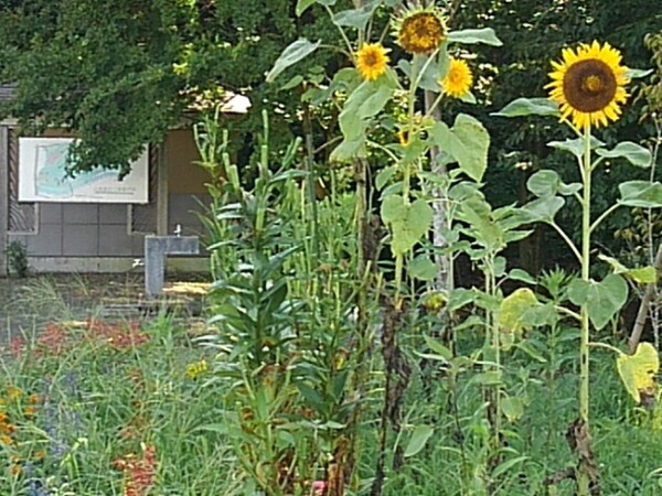 ヒマワリの花も見られた公園の花壇