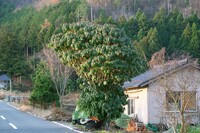 ユズリハの大木