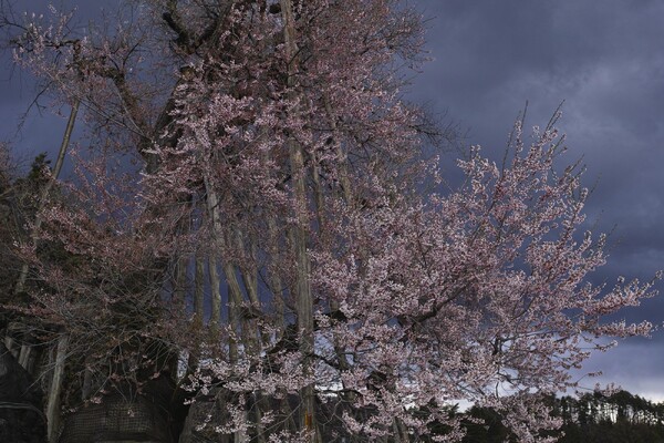 　伊佐沢の久保桜