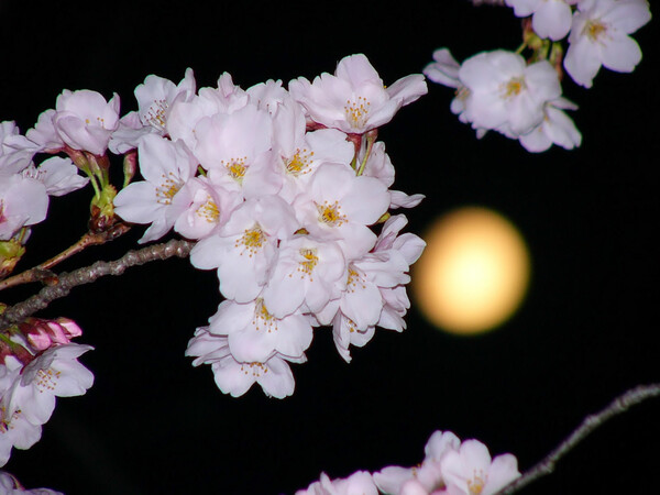 The cherry tree of the moonlit night