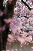 醍醐寺の桜