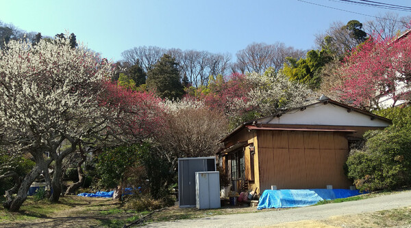 春が来た