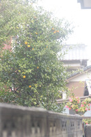 雨の散策、柑橘系の実