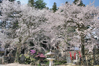 ピンコロ地蔵の【桜】