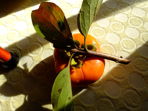 我が家の最後の柿を採りました。