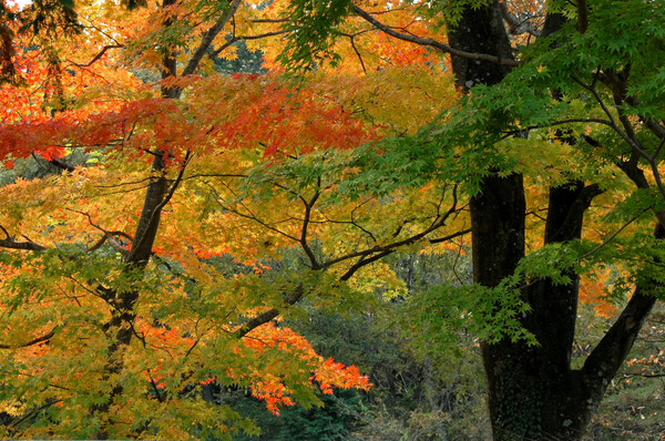 彩色の秋