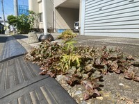 健在！　ど根性モミジ