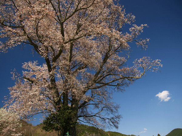 千鳥別尺の山桜