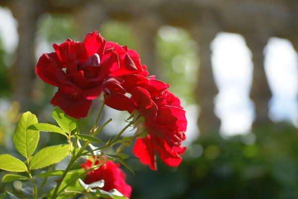 赤いバラ in 英国庭園 II