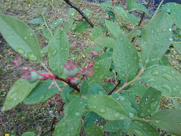 青い実のブルーベリーと葉の上の雨の雫