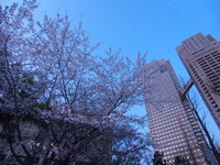 『都会の桜』
