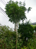‘アボガドの木’その後
