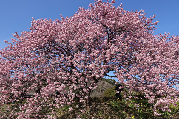 河津桜