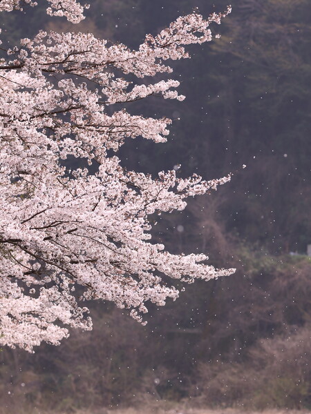 桜見送る春の去就