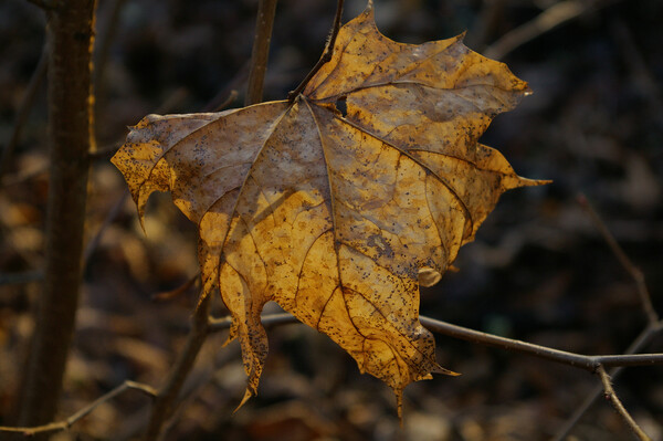 Solitary leaf.