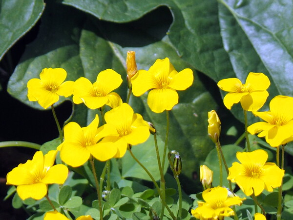 まだ咲いてる庭の花　ノボタン