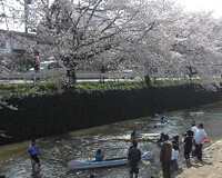 桜とカヌー