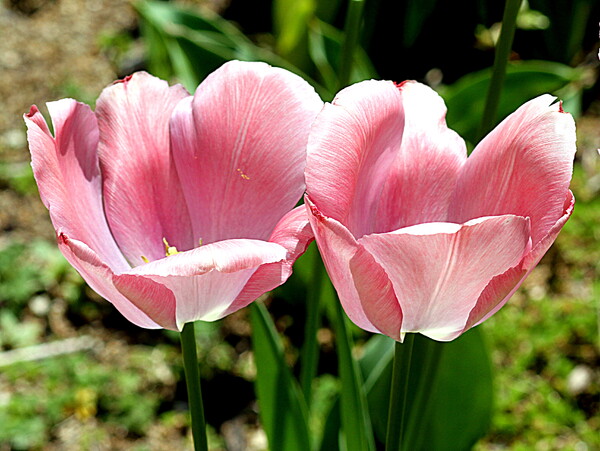 畑に咲くチュウリップ　３　（ピンク）