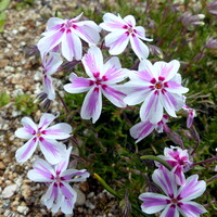 芝桜