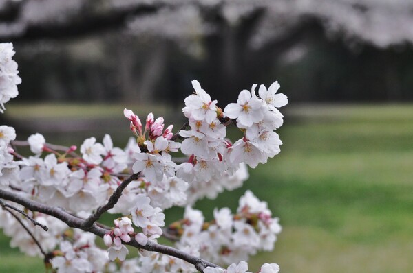 砧の桜