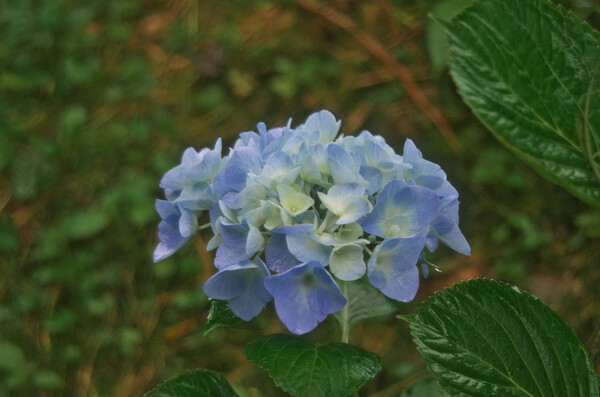 淡いブルーの紫陽花。