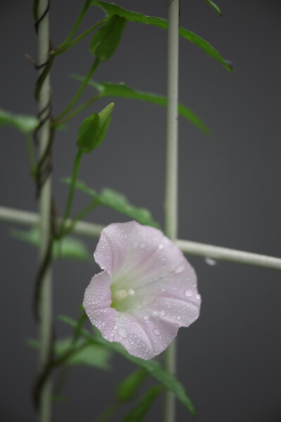 雨中に佇む