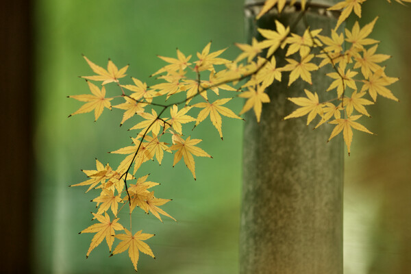 竹林の黄葉