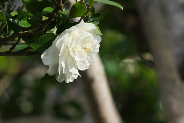白い山茶花。