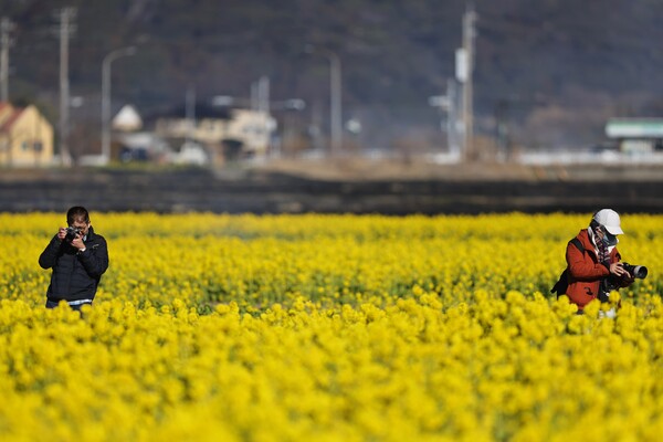 菜の花撮影に夢中、二人のカメラマン