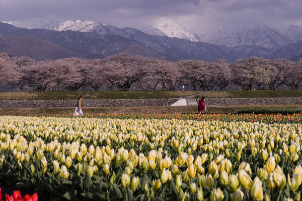 春を駆け抜ける＿富山県桜Ver