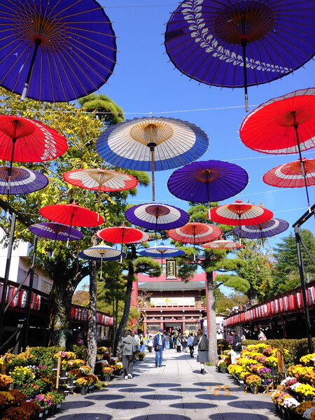 神社のサンライズ