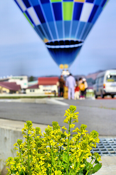 【清和】黄色い花