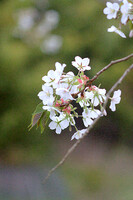 【縦画像】白い花の桜