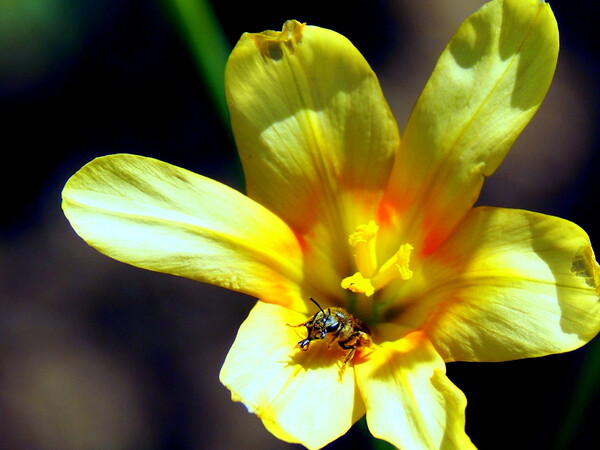 花の中の蜂です。