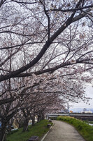【春景色】ゆっくり桜