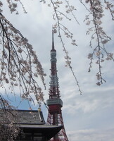 東京タワーと増上寺の桜