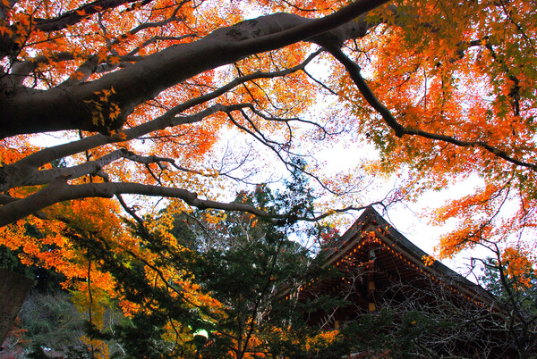 室生寺の秋（奈良県）
