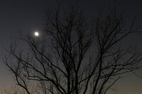 月光の樹