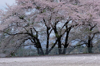 桜花吹雪