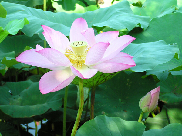 台北植物園の蓮の花