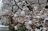 シャーベッド桜
