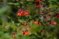 ツリバナの仲間