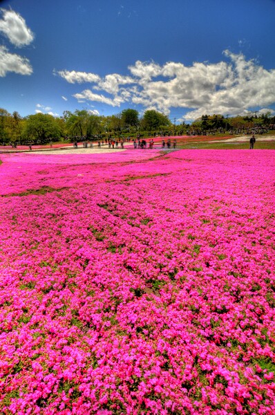 花の絨毯