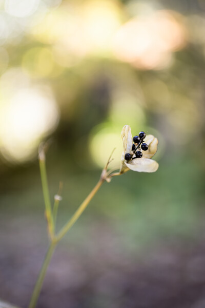 シグマ35nnF1.4DG HSM